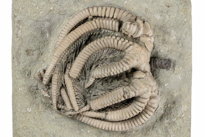 Fossil Crinoid (Agaricocrinus) - Crawfordsville, Indiana #215810